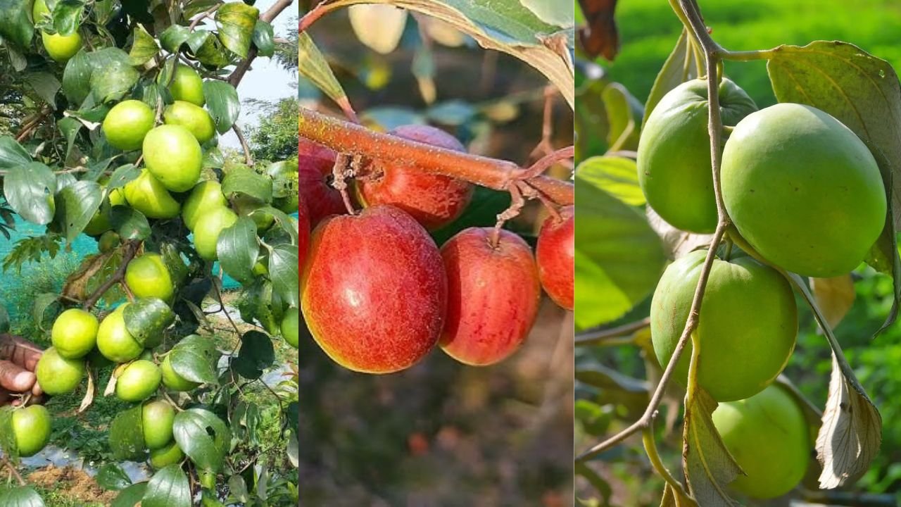 हर पौधे से ₹25 किलो फल और लाखों की कमाई, असम के किसान की एप्पल बेर फार्मिंग से चौंकाने वाली सफलता