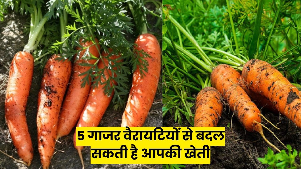 अगस्त-सितंबर में बोई जाने वाली इन 5 गाजर वैरायटियों से बदल सकती है आपकी खेती की तस्वीर