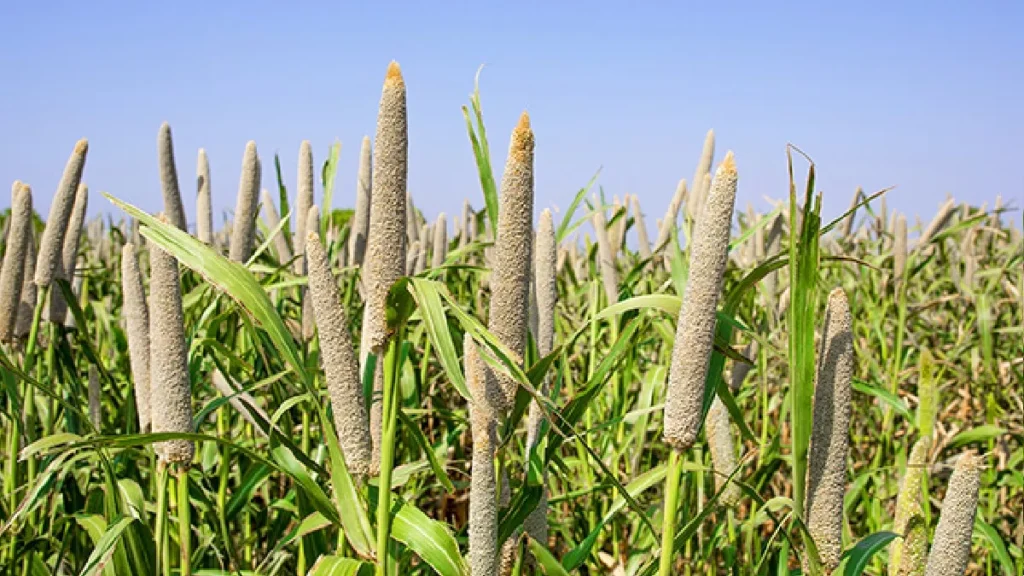 Bajra Variety: रेतीली हो या काली मिट्टी, हर खेत के लिए है एक खास बाजरे की किस्म, जानिए वो वैरायटी जो आपके खेत की तस्वीर बदल सकती है