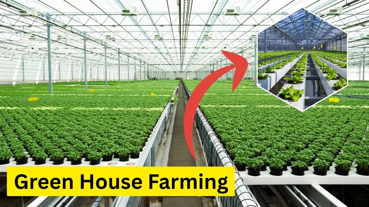 सब्सिडी के सपनों से लेकर कर्ज के अंधेरे तक, क्या Green House Farming किसानों के लिए वरदान है या धोखा?