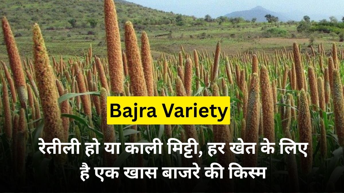Bajra Variety: रेतीली हो या काली मिट्टी, हर खेत के लिए है एक खास बाजरे की किस्म, जानिए वो वैरायटी जो आपके खेत की तस्वीर बदल सकती है