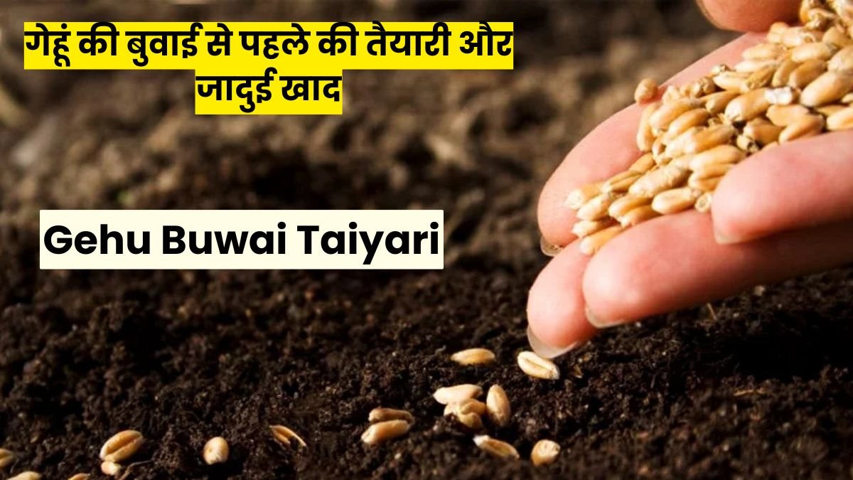 Gehu Buwai Taiyari: गेहूं की बुवाई से पहले की तैयारी और जादुई खाद, किसान भाइयों के लिए 100% पैदावार गारंटी