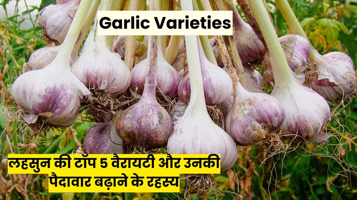 Garlic Varieties: 2025 में लहसुन की टॉप 5 वैरायटी और उनकी पैदावार बढ़ाने के रहस्य