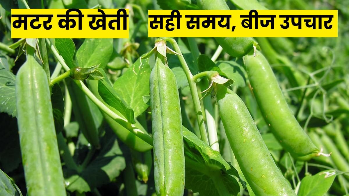 मटर की खेती 2025: सही समय, बीज उपचार और बाजार भाव के साथ पूरी गाइड