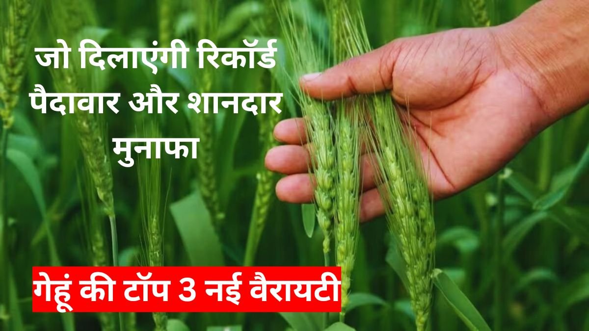 Wheat Varieties: 2025 में गेहूं की टॉप 3 नई वैरायटी, जो दिलाएंगी रिकॉर्ड पैदावार और शानदार मुनाफा
