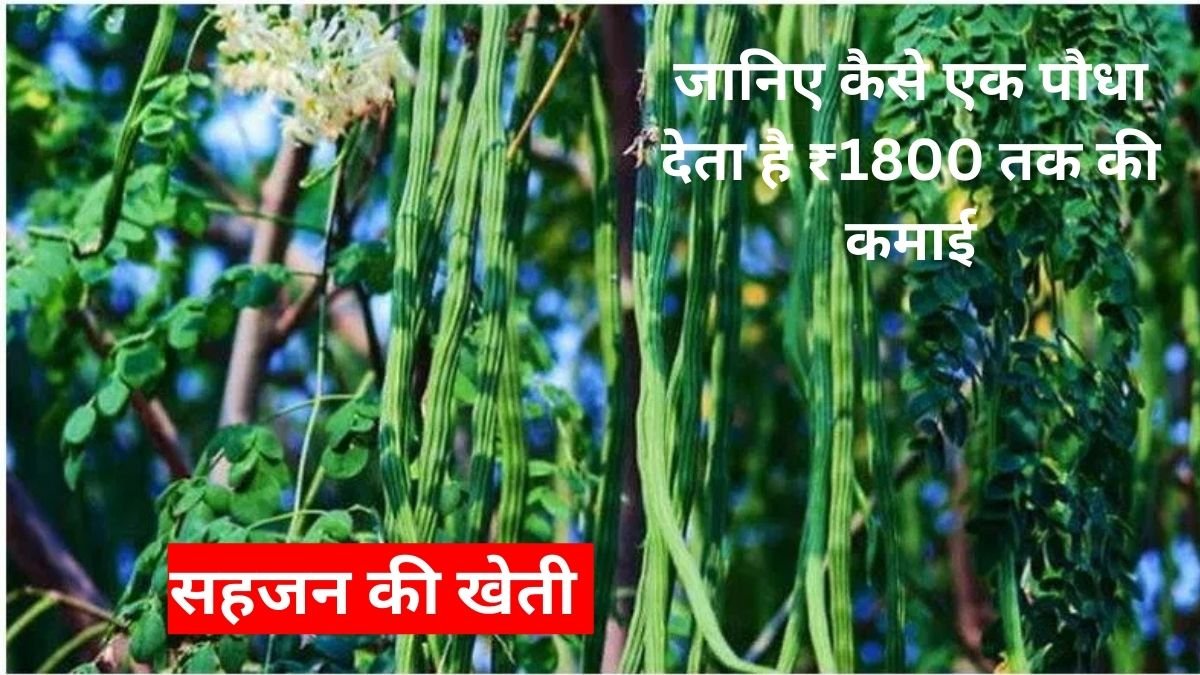 Drumstick Farming 2025: सहजन की खेती से बनिए लखपति किसान, जानिए कैसे एक पौधा देता है ₹1800 तक की कमाई, वो भी सालों-साल