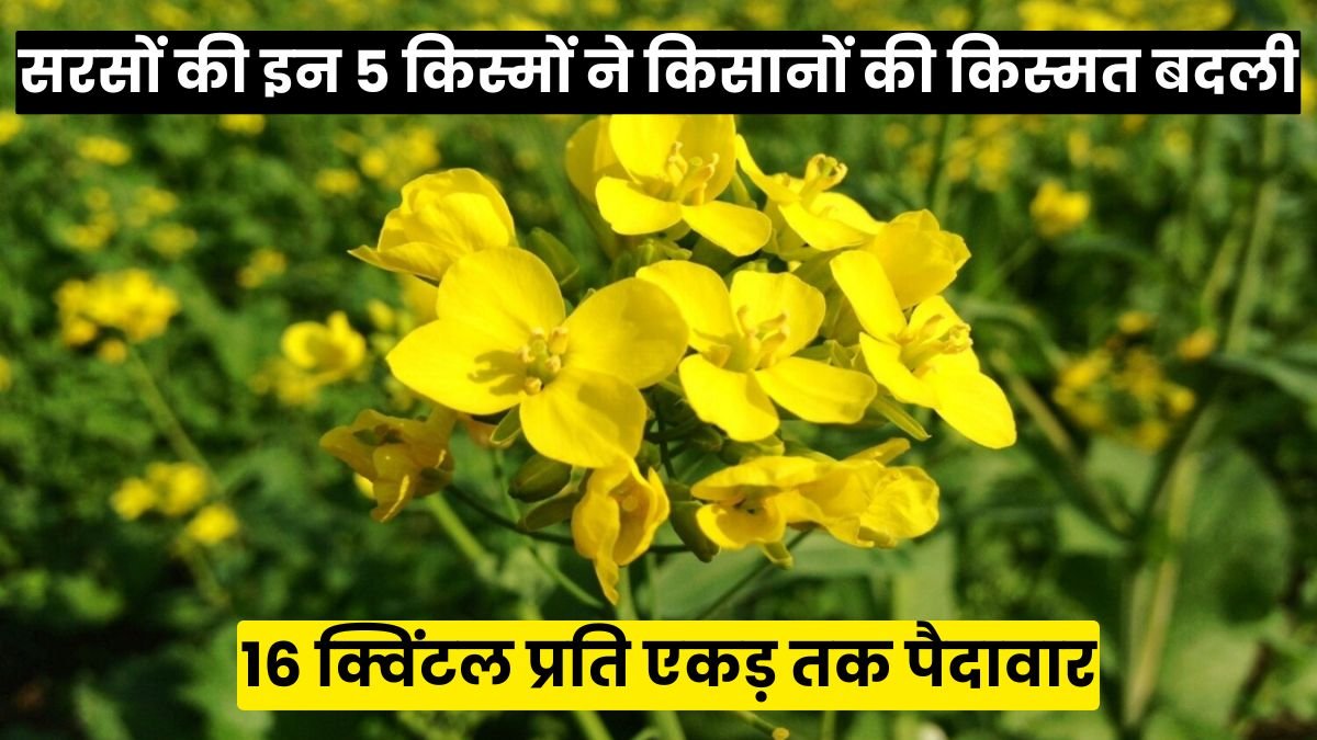 सरसों की इन 5 किस्मों ने किसानों की किस्मत बदली, जानिए कौन सी किस्म दे रही है 16 क्विंटल प्रति एकड़ तक पैदावार
