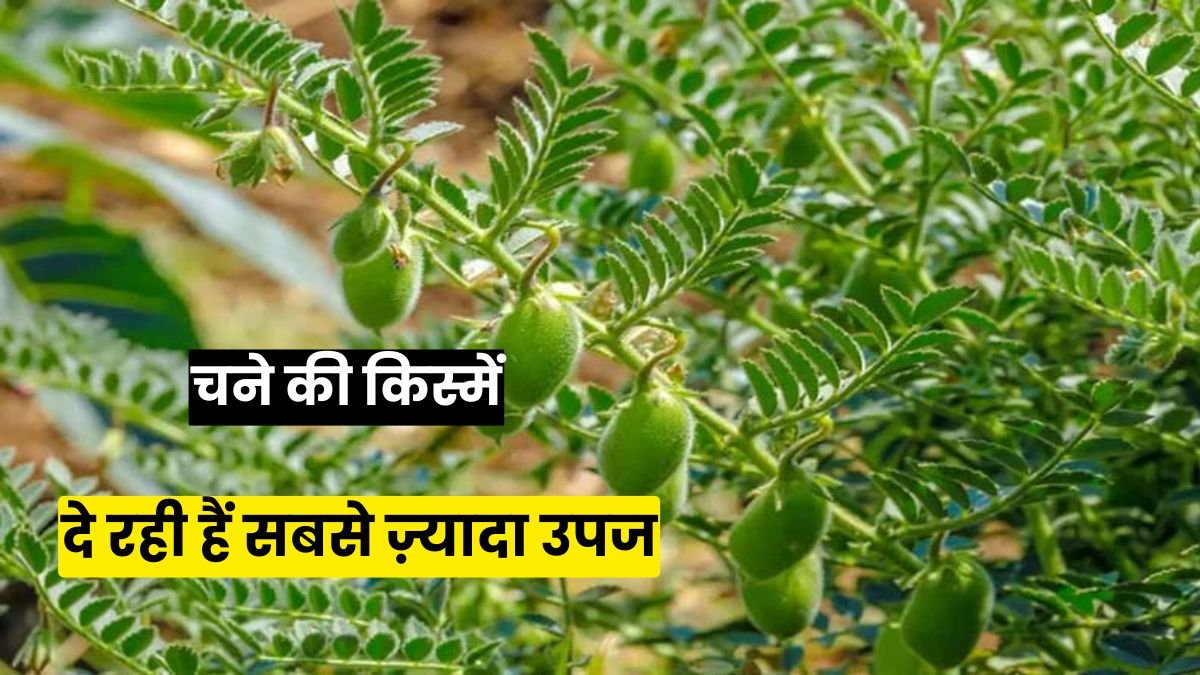 Chickpea High Yield Varieties in India: भारत की टॉप 3 चने की किस्में जो दे रही हैं सबसे ज़्यादा उपज