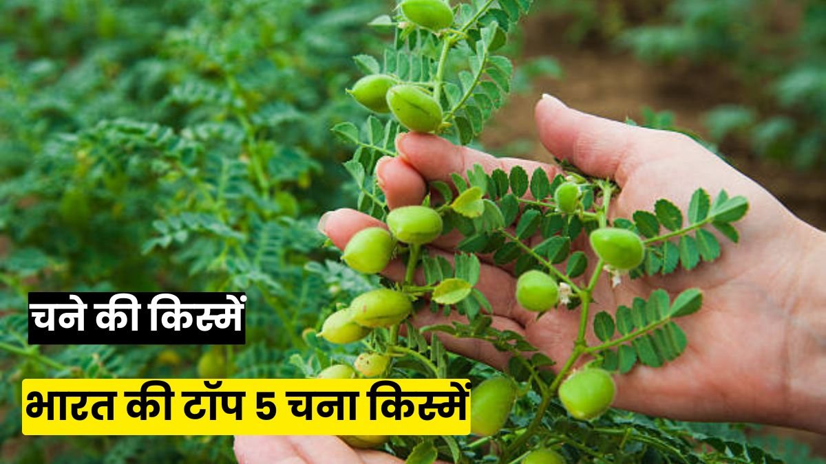Chana Variety:  भारत की टॉप 5 चना किस्में जो दे रही हैं 15 से 18 क्विंटल प्रति एकड़ की पैदावार