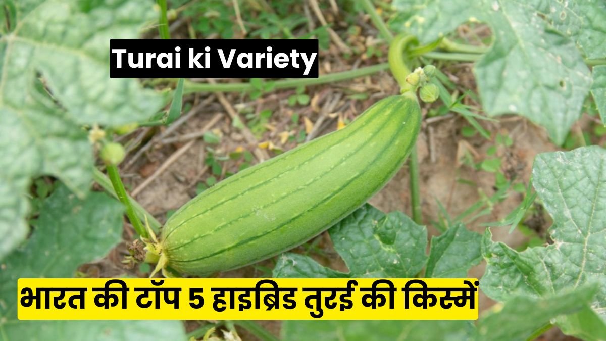 Turai ki Variety: भारत की टॉप 5 हाइब्रिड तुरई की किस्में जो हर मौसम में देती हैं जबरदस्त उपज