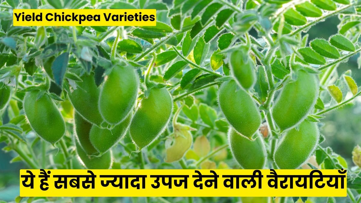 Top 3 High Yield Chickpea Varieties: 105 दिन में तैयार होगी चने की फसल, ये हैं सबसे ज्यादा उपज देने वाली वैरायटियाँ