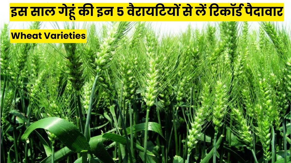 High Yield Wheat Varieties 2025: इस साल गेहूं की इन 5 वैरायटियों से लें रिकॉर्ड पैदावार, जानें पूरी डिटेल