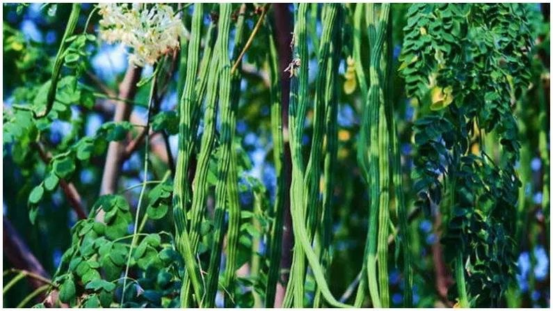 Drumstick Farming 2025: सहजन की खेती से बनिए लखपति किसान, जानिए कैसे एक पौधा देता है ₹1800 तक की कमाई, वो भी सालों-साल