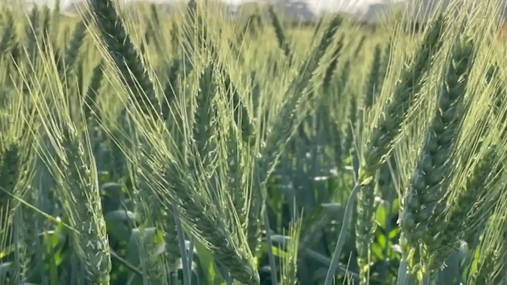 हरियाणा कृषि विश्वविद्यालय में लॉन्च हुई नई गेहूं की किस्में, अब किसान 65 क्विंटल प्रति हेक्टेयर तक उपज ले सकते हैं 1 हरियाणा कृषि विश्वविद्यालय में लॉन्च हुई नई गेहूं की किस्में, अब किसान 65 क्विंटल प्रति हेक्टेयर तक उपज ले सकते हैं